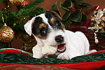 hundefotos parson_russell_terrier