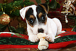 hundefotos parson_russell_terrier