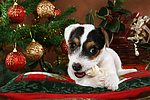 hundefotos parson_russell_terrier