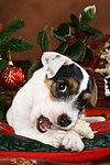hundefotos parson_russell_terrier