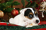 hundefotos parson_russell_terrier