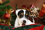 hundefotos parson_russell_terrier
