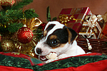 hundefotos parson_russell_terrier