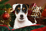 hundefotos parson_russell_terrier