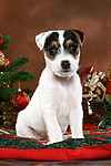 hundefotos parson_russell_terrier
