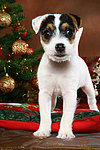 hundefotos parson_russell_terrier