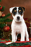 hundefotos parson_russell_terrier