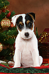 hundefotos parson_russell_terrier