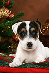 hundefotos parson_russell_terrier