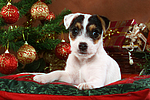 hundefotos parson_russell_terrier