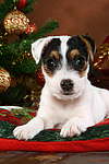 hundefotos parson_russell_terrier