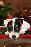 hundefotos parson_russell_terrier