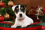 hundefotos parson_russell_terrier