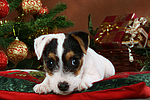 hundefotos parson_russell_terrier