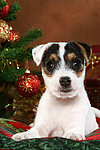 hundefotos parson_russell_terrier