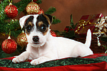 hundefotos parson_russell_terrier