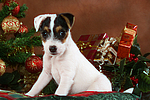 hundefotos parson_russell_terrier