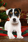hundefotos parson_russell_terrier