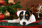 hundefotos parson_russell_terrier