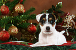 hundefotos parson_russell_terrier