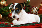 hundefotos parson_russell_terrier