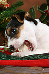hundefotos parson_russell_terrier