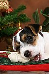 hundefotos parson_russell_terrier