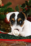 hundefotos parson_russell_terrier