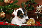 hundefotos parson_russell_terrier