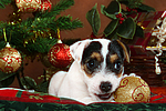 hundefotos parson_russell_terrier