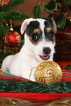 hundefotos parson_russell_terrier
