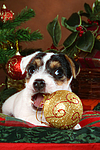 hundefotos parson_russell_terrier