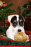 hundefotos parson_russell_terrier