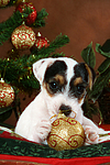 hundefotos parson_russell_terrier