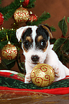 hundefotos parson_russell_terrier
