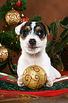 hundefotos parson_russell_terrier