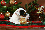 hundefotos parson_russell_terrier
