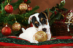 hundefotos parson_russell_terrier