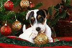 hundefotos parson_russell_terrier