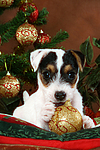 hundefotos parson_russell_terrier