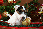 hundefotos parson_russell_terrier