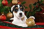 hundefotos parson_russell_terrier