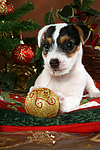 hundefotos parson_russell_terrier