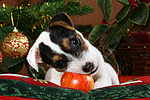 hundefotos parson_russell_terrier
