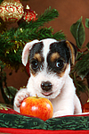 hundefotos parson_russell_terrier
