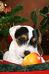 hundefotos parson_russell_terrier