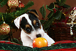 hundefotos parson_russell_terrier