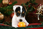 hundefotos parson_russell_terrier