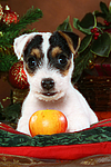 hundefotos parson_russell_terrier
