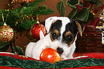 hundefotos parson_russell_terrier